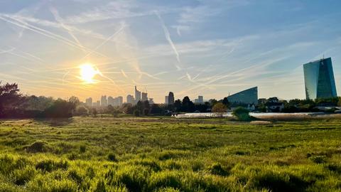 Oberräder Felder mit Frankfurter Skyline im Hintergrund