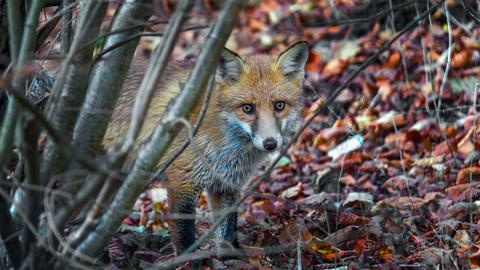 "Wenn man in der Natur unterwegs ist, trifft man immer wieder jemanden, hier war es der Fuchs. Er hörte mich nicht, aber als die Kamera auslöste, rannte er so schnell er konnte davon", schreibt uns hessenschau.de-Nutzer Frank Giess zu seinem Foto.