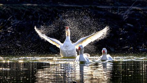 Auf der Lahn landende Gänse in Löhnberg