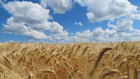 "Das Getreide scheint erntereif zu sein", stellt hessenschau.de-Nutzerin Cornelia Eltzner aus Schwalmtal (Vogelsberg) fest.