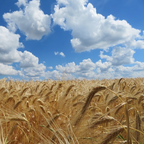 "Das Getreide scheint erntereif zu sein", stellt hessenschau.de-Nutzerin Cornelia Eltzner aus Schwalmtal (Vogelsberg) fest.