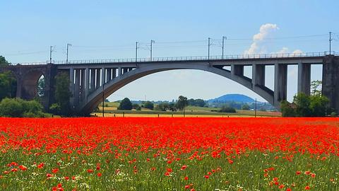 Rot blühendes Mohnfeld vor einer Brücke in Baunatal-Guntershausen