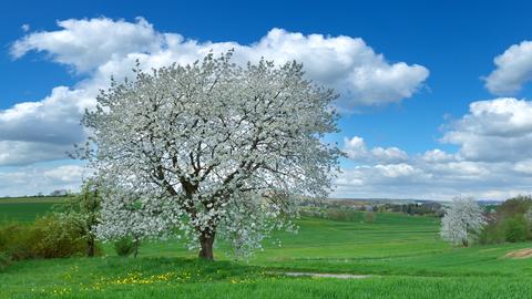 Weißblühender Baum auf einer Wiese