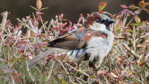 "Frisur sitzt noch nicht so ganz optimal bei diesem Haussperling, nach dem erfrischenden Bad", stellt hessenschau.de-Nutzerin Cornelia Eltzner aus Romrod (Vogelsberg) fest. Wir bedanken uns für die niedliche Aufnahme.