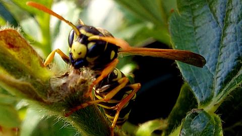 Hornisse auf einer Pflanze im Garten von hessenschau.de-Nutzer Rüdiger Liller aus Hofheim-Wallau 