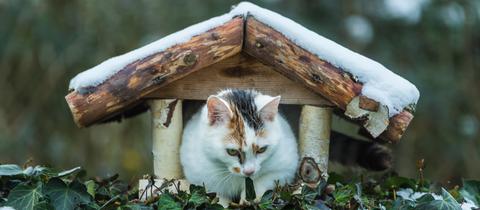 "Hier stimmt etwas nicht", schreibt uns hessenschau.de-Nutzer Heinz-D. Fleck aus Udenhausen zu seinem winterlichen Foto mit Katze.