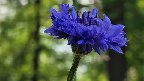 Momentaufnahme Kornblume