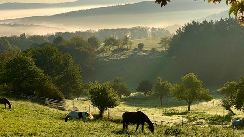 Pferde vor grünen Hügeln mit Nebel