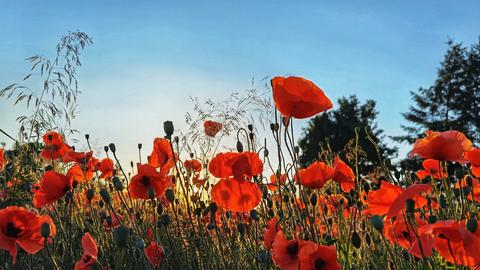 Blühender Mohn