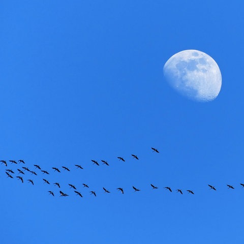 Mond vor dunkelblauem Himmel, darunter zieht ein Schwarm Kraniche.