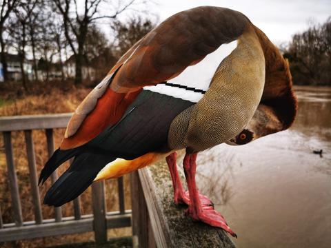 Eine Gans verbiegt sich .