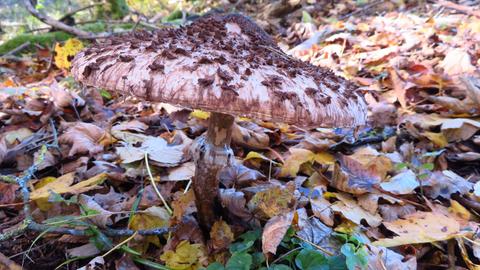 Pilz