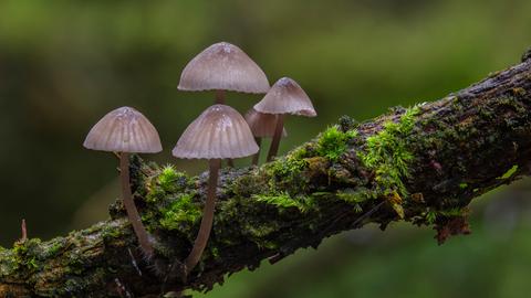 "Man könnte meinen es ist schon Herbst. Pilze im Wald, Nebelbänke am Morgen", schreibt hessenschau.de-Nutzer Frank Gieß aus Grebenau (Vogelsberg) zu seinem Schnappschuss.