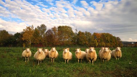 Schafe auf einer Wiese