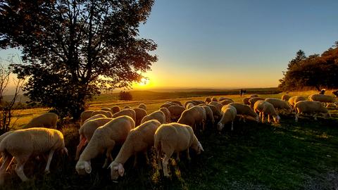 Schafherde im Sonnenuntergang