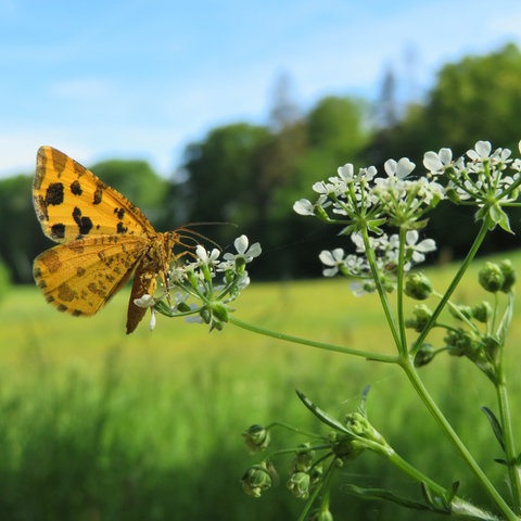 Schmetterling