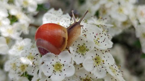 Schnecke in Weißdornhecke