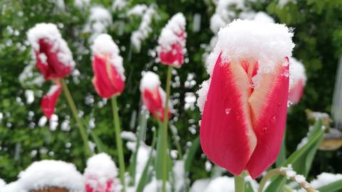 Tulpen mit Schneemütze