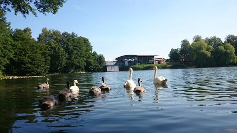 Schwanenfamilie im Silbersee