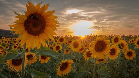 Sonnenblumen in der Sonne