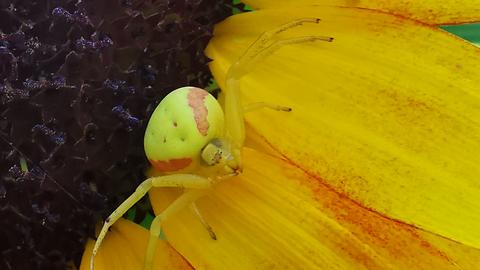 Gelbe Krabbenspinne auf Sonnenblume