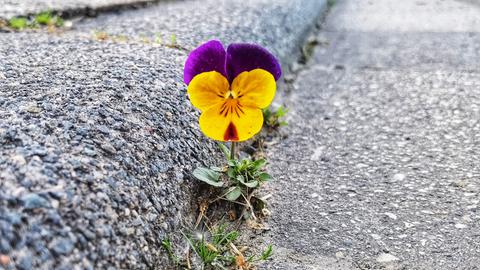 Stiefmütterchen wächst aus dem Asphalt