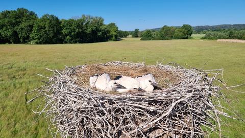 Storch-Küken im Nest