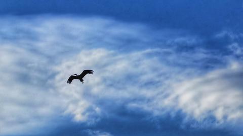 Storch am blauen Himmel