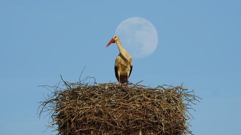 Storch im Nest, dahinter der Mond