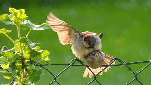 Zwitschernder Besuch im Garten in Großalmerode-Laudenbach (Werra-Meißner). Das Foto hat uns hessenschau.de-Nutzerin Tanja Meißer zugeschickt. 