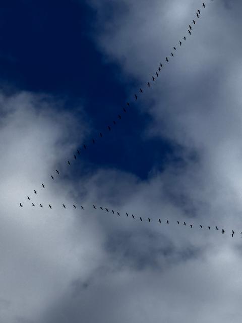 Zugvögel in V-Formation