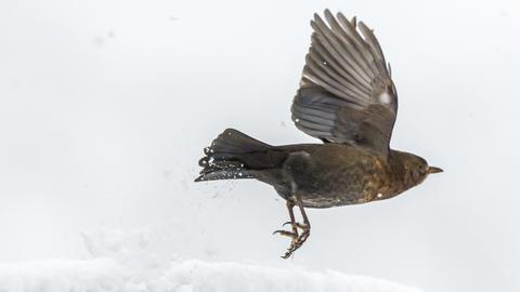 Vogel in der Luft