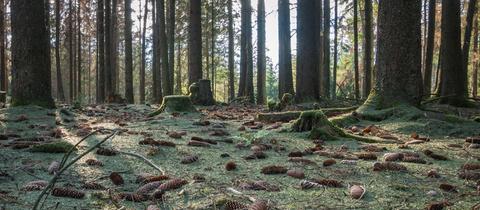 Waldboden dick mit Nadeln bedeckt