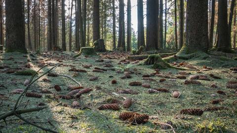 Waldboden dick mit Nadeln bedeckt
