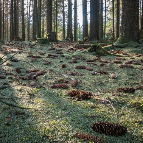 Waldboden dick mit Nadeln bedeckt