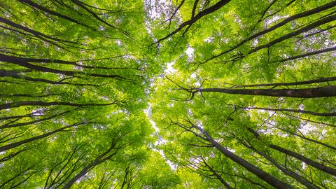 "Faszinierend ist im Moment das frische saftige Grün in den Wäldern", findet hessenschau.de-Nutzer Frank Giess aus Grebenau (Vogelsberg). Er hat die Baumkronen bei einem Spaziergang durch den Wald abgelichtet.