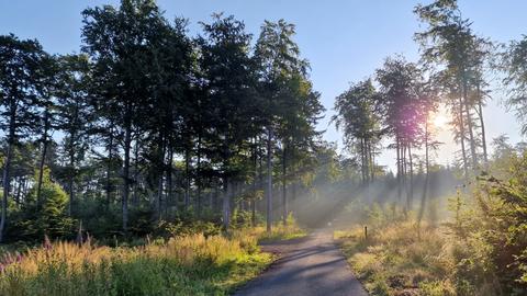 Ein betonierter Weg führt an Bäumen und einer Wiese vorbei, die Sonne bricht durch den leichten Nebel