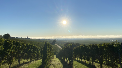 Weinberge von Oestrich-Winkel