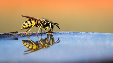 "Auch die Insekten brauchen Wasser und fliegen bei den derzeit hohen Temperaturen die Wasserstelle häufiger an", schreibt uns hessenschau.de-Nutzer Michael Obert aus Wetzlar zu seinem Foto.