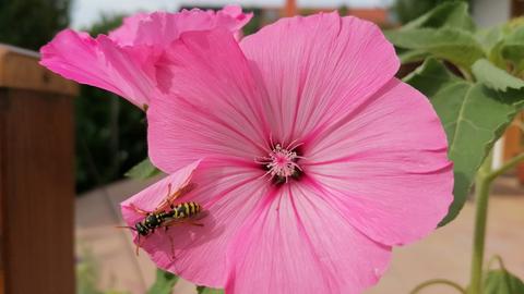 Wespe auf rosafarbener Blüte
