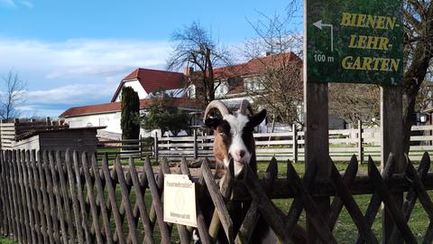 Ziege guckt über einen Zaun