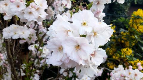 "Die Kirschblüten in Nachbars Garten" in Bensheim hat uns hessenschau.de-Nutzerin Waltrudis Silomon-Pflug zukommen lassen.
