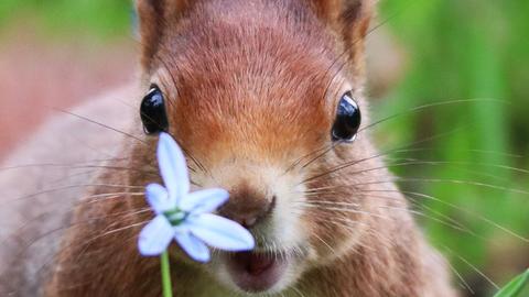 Ein Eichhörnchen begrüßt den Frühling 