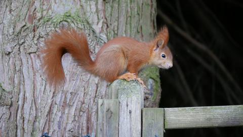 "Eichhörnchensafari im Garten: hat sich von uns nicht stören lassen und seine Kunststücke vorgeführt." Das Foto hat uns hessenschau.de-Nutzerin Renate Knaus aus Klein-Zimmern geschickt.