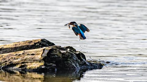 "Leben an der Fulda bei Simmershausen...die Eisvogelshow" nennt hessenschau.de-Nutzer Heinz-D. Fleck seine Momentaufnahme. 