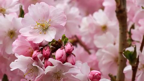 "Der Frühling lässt grüßen", schreibt uns hessenschau.de-Nutzerin Karin Hartwig aus Echzell zu ihrem Foto.