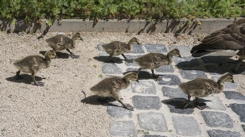 Den Gänsemarsch im Frankfurter Palmengarten hat hesssenschau.de-Nutzer Hönes mit seiner Kamera eingefangen.