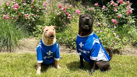 "Auch Bran und Caoimhe möchten sich am heutigen Trikottag beteiligen und drücken den Lilien alle Pfoten für die nächste Saison :o)." Das Foto hat uns hessenschau.de-Nutzerin Kristina ODonoghue aus Darmstadt geschickt.