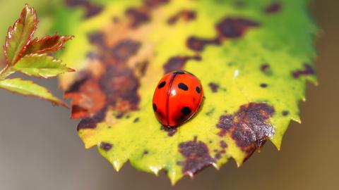 "Ein Marienkäfer wärmt sich in der Herbstsonne im Rosenstrauch", schreibt uns hessenschau.de-Nutzer Hans Russ aus Herborn-Seelbach zu seinem Foto.