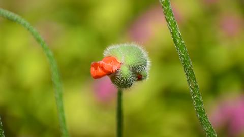"Die Mohnblüte ist gerade erwacht", schreibt uns hessenschau.de-Nutzerin Susanne Noster aus Friedrichsdorf zu ihrem Foto.